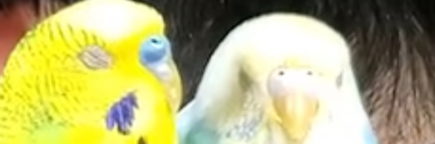 pipi's banner