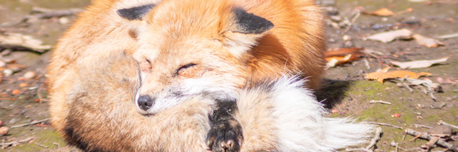 とみー🦊VRワールドクリエイター's banner