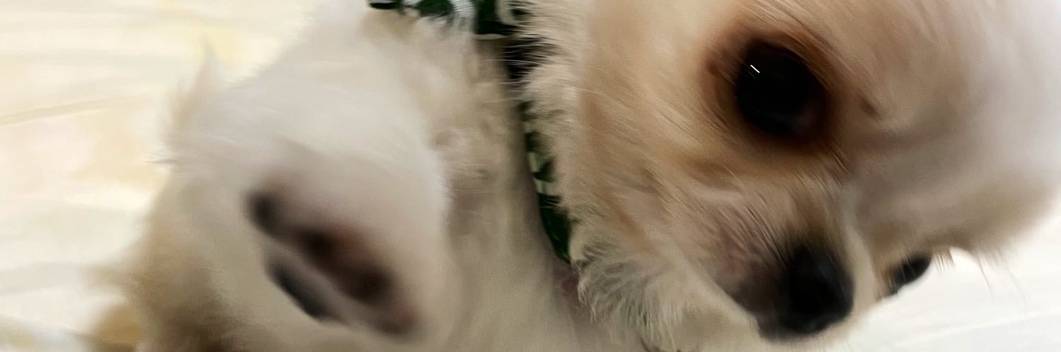 チワワの風太's banner