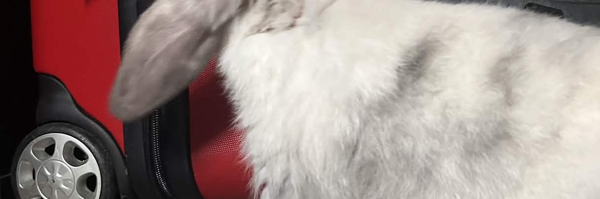 (づ￣ ³￣)づ tara's banner