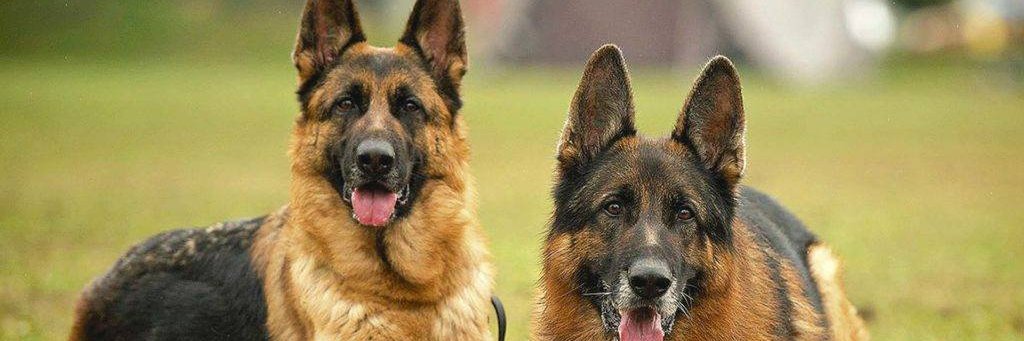 German Shepherd's banner