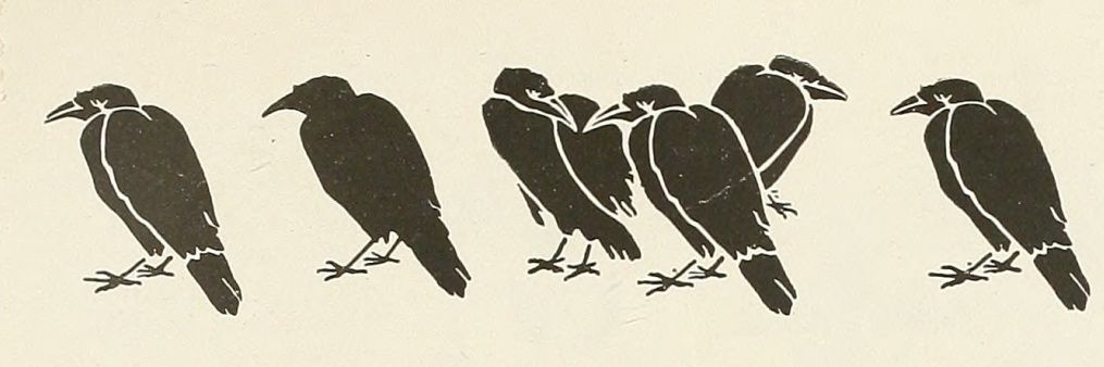 Corvids Daily's banner