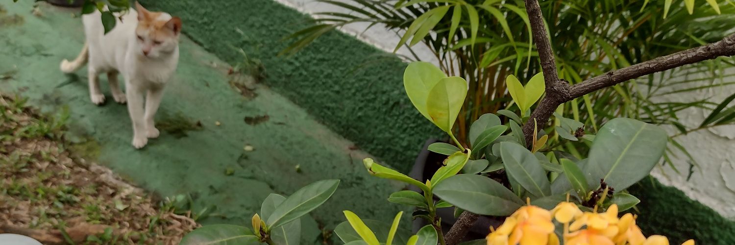 @Flordobrada's banner