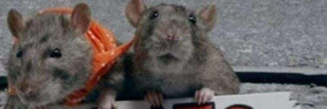 EddieMackeral's banner