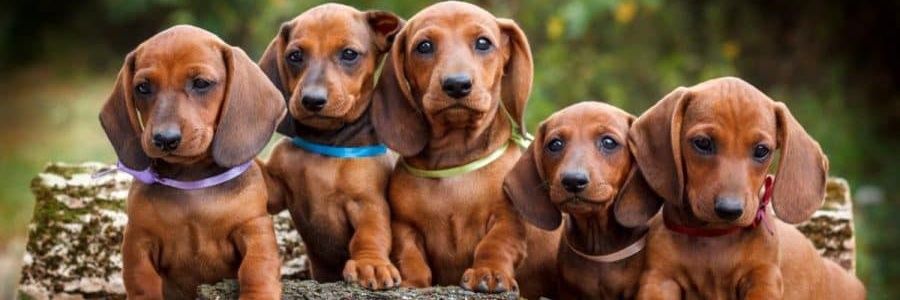 Dachshund Community(USA)'s banner