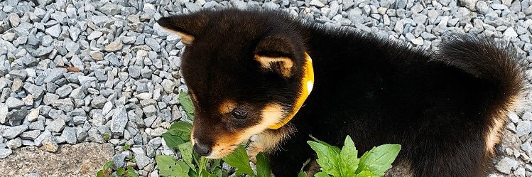 黒豆柴のこたのすけだよ's banner