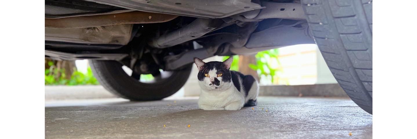 fatcat🤓's banner