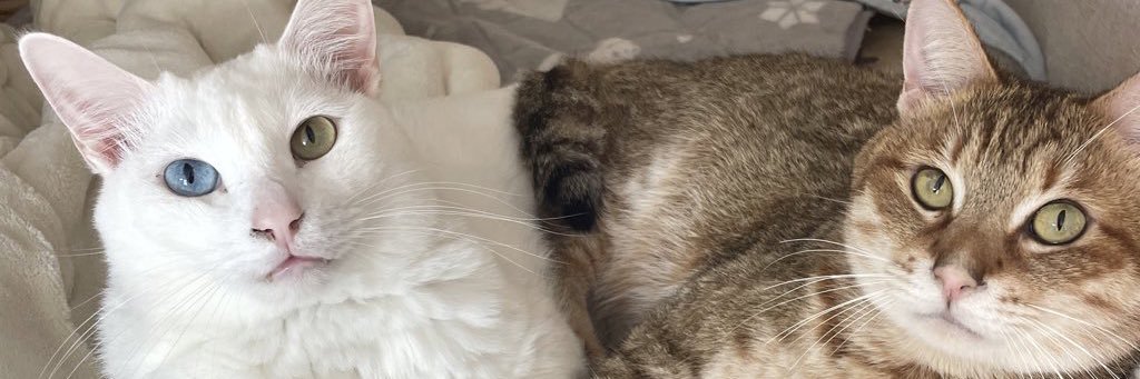 よろずや🍑すもも's banner