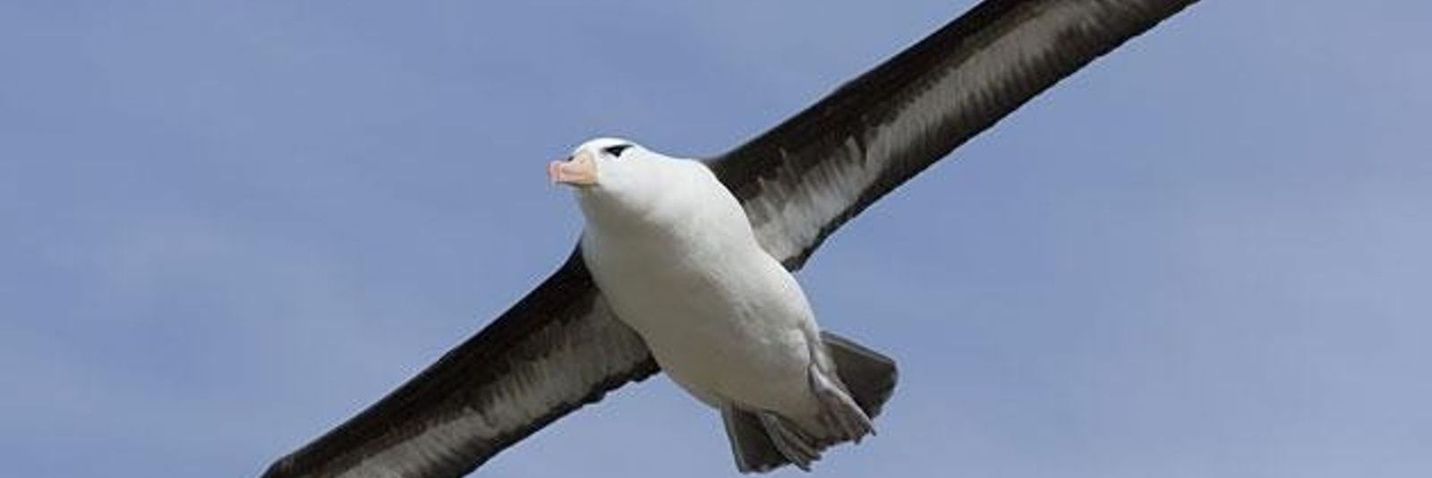 Albatros💙's banner