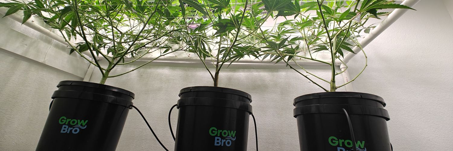 GrowBro.info's banner