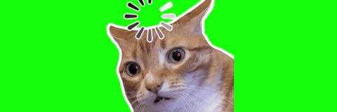 Kedi Ülkesi's banner