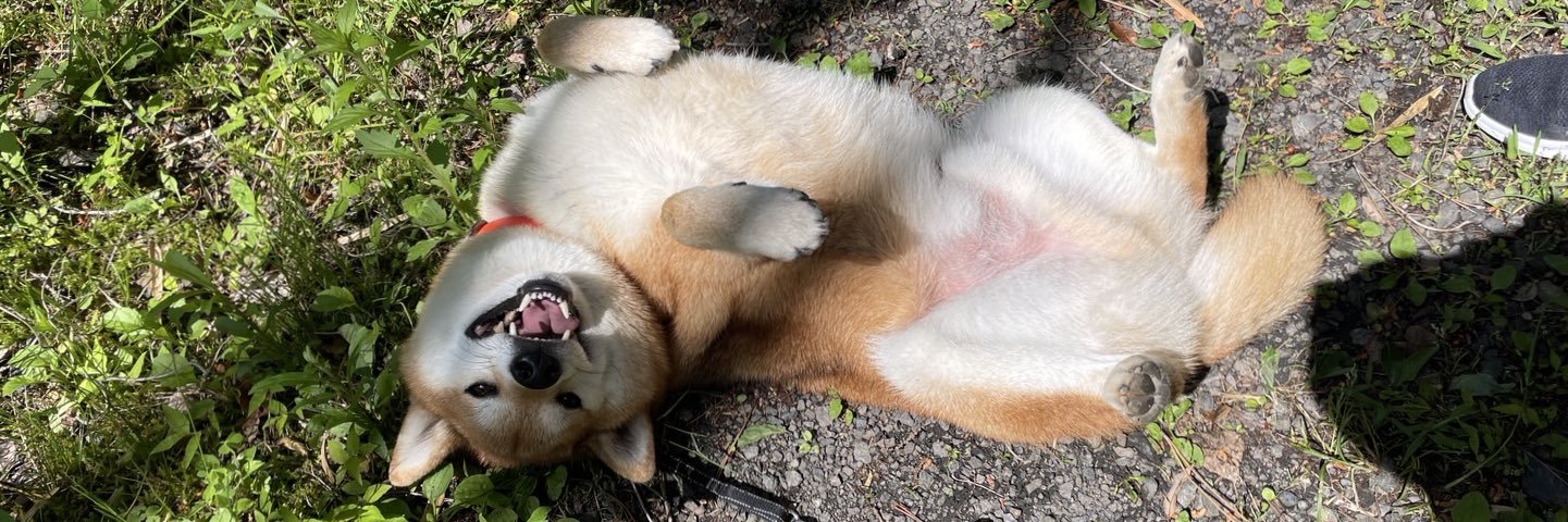 岳 ⛰️ 柴犬 🏔️'s banner