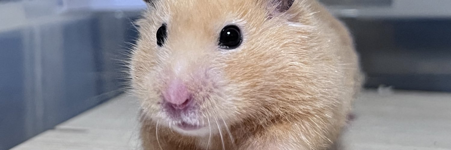 🐹W家のハム達と下僕の日常🐹's banner