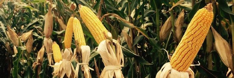 JCAgro's banner