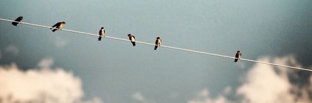 Şeyma Vural's banner