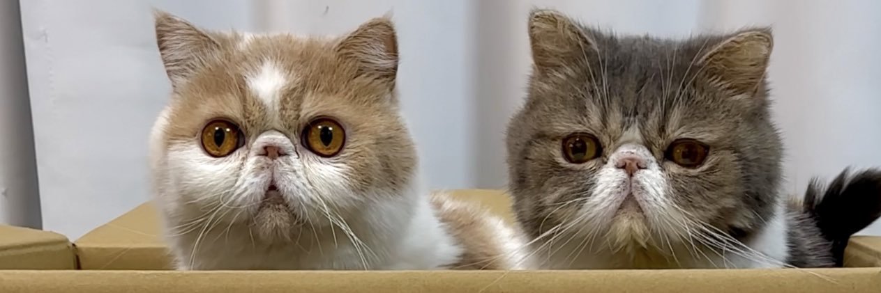 ふて猫ましゅー's banner