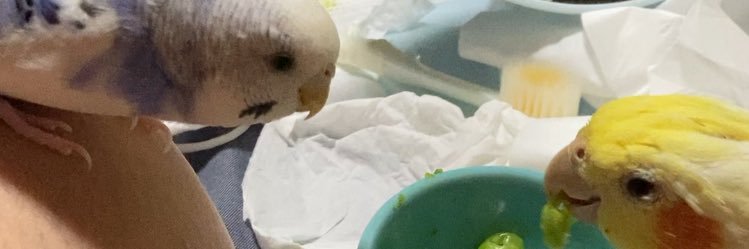 ツナ(サクとコハク用垢)'s banner