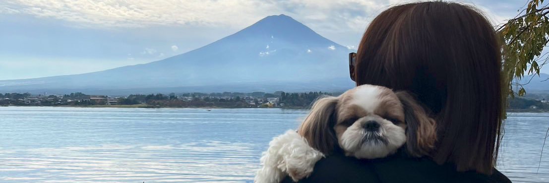 シーズーのぽこ(3)'s banner