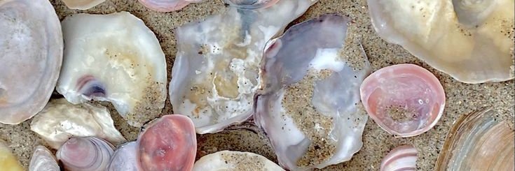 🐚 matilde's banner