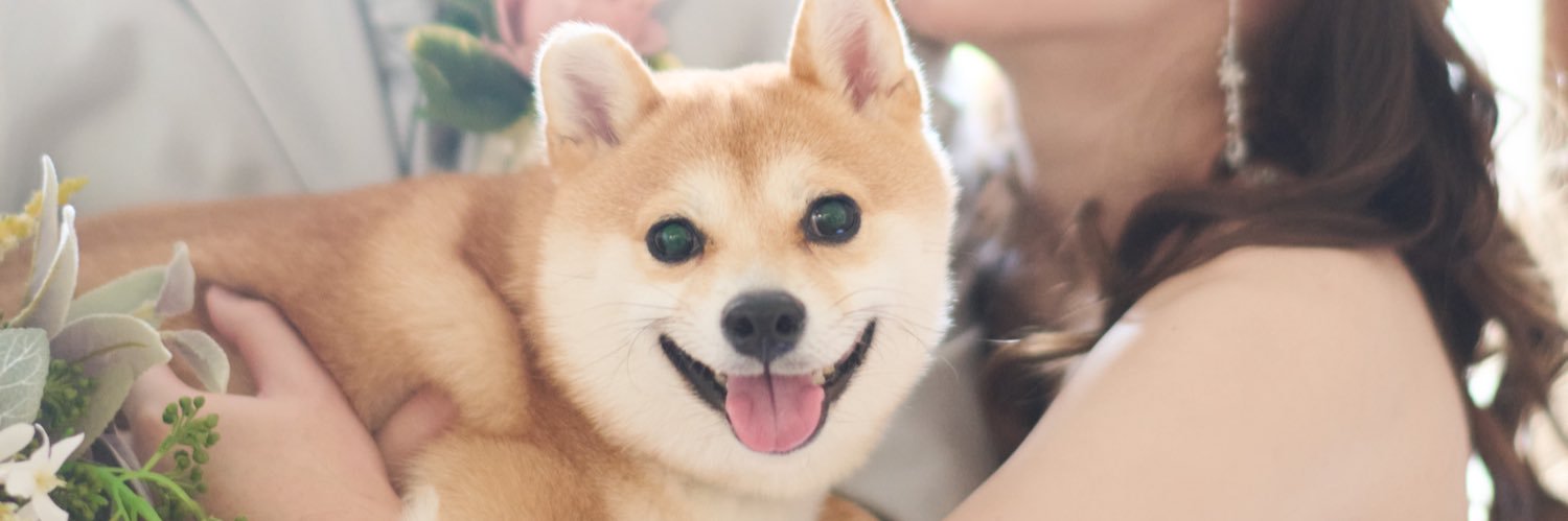 豆柴ふうた🐾's banner
