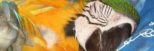 Smoothie Queen's banner
