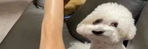 小土豆豆摇摇头's banner