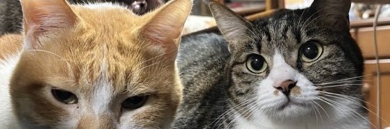 😺かずみん😺's banner