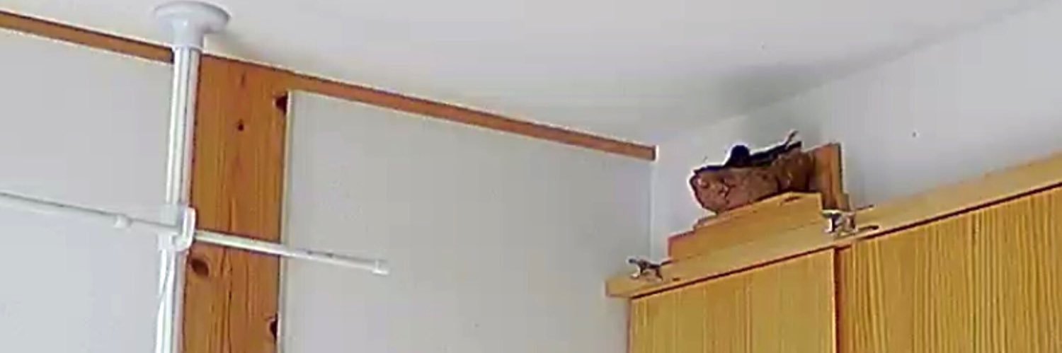 ツバメ日記's banner