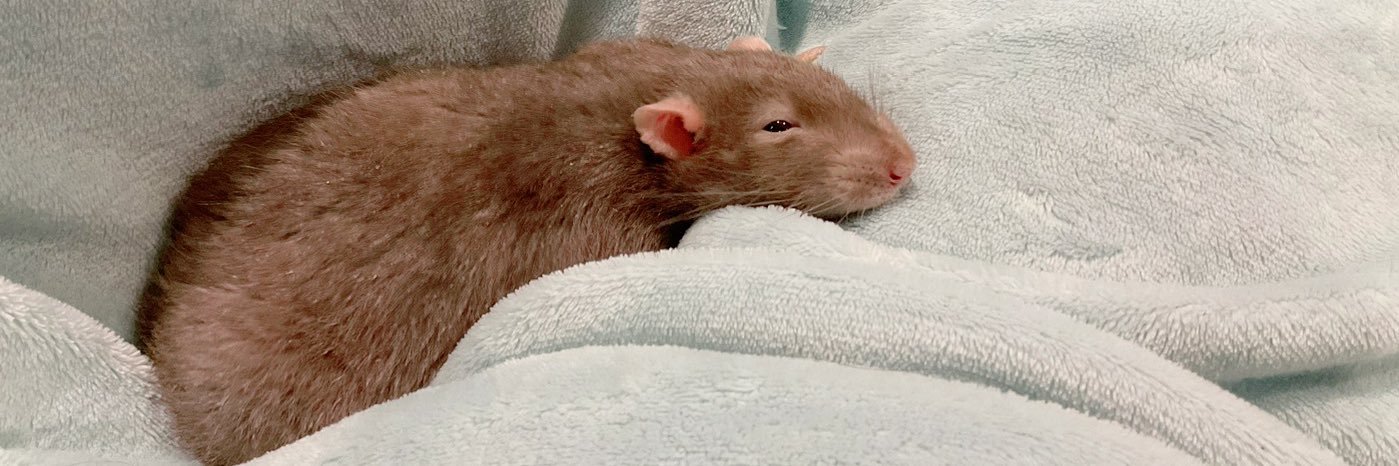 Aya🐀✨'s banner