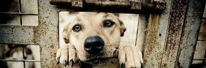 DIMITROV ANIMAL SHELTER's banner
