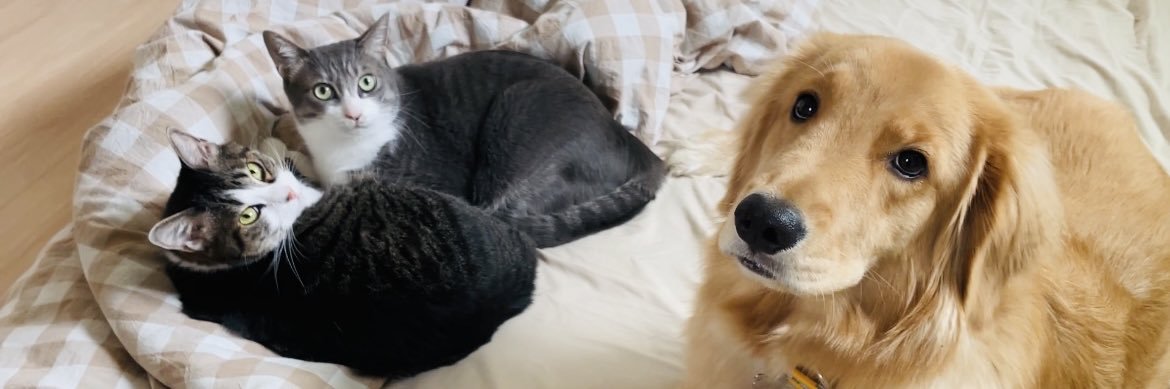 ゴールデンれも吉と3にゃんず🐾's banner