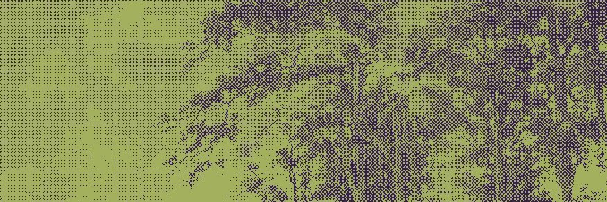 nizzy's banner