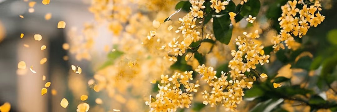 秋意浓's banner