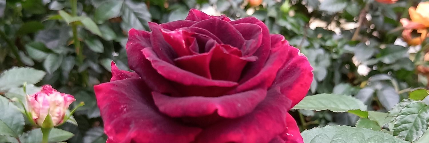 SAyoeW🌹's banner