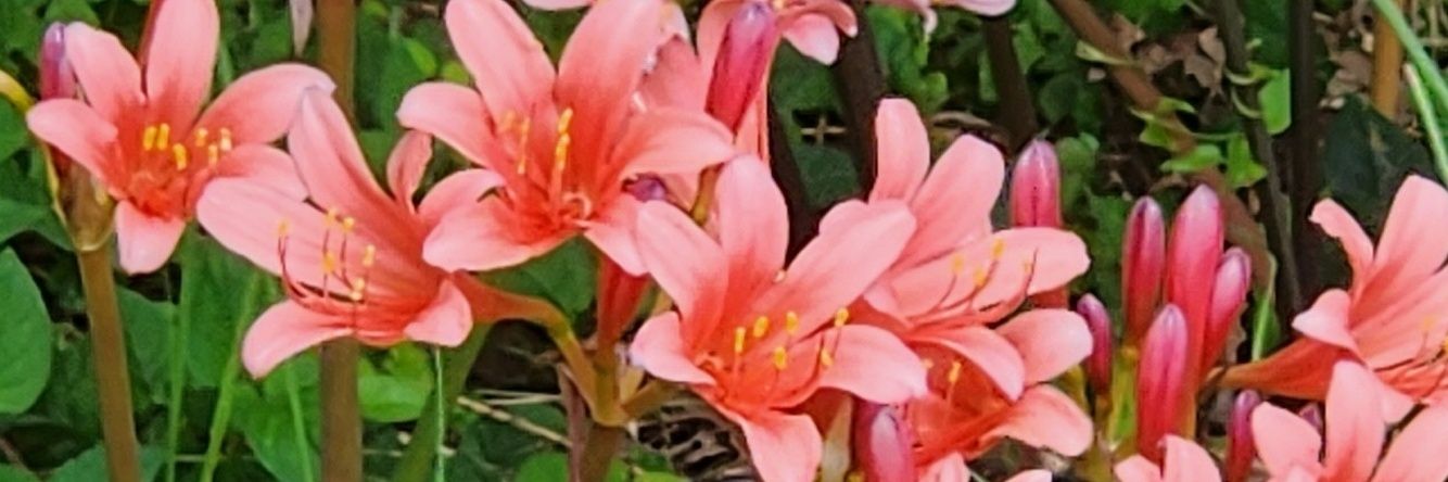 アナ🌺's banner