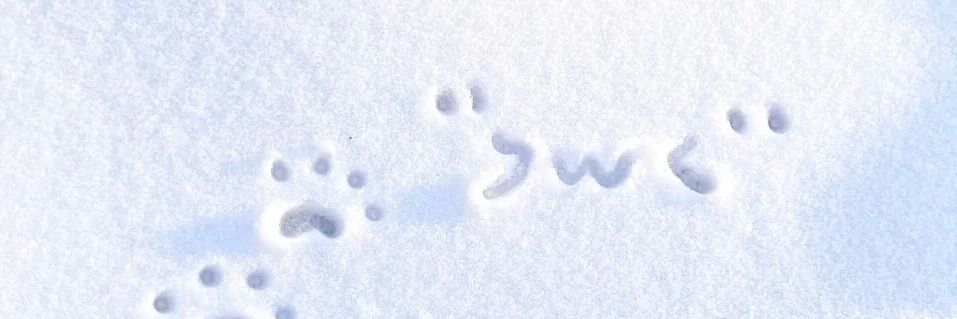 糯米不吃糯米糖's banner