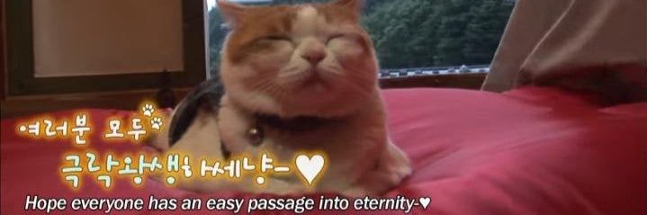 mr_eggs's banner