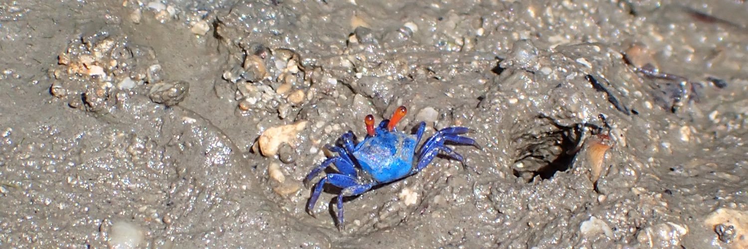 もぐるいるい🤿🦐🦀's banner