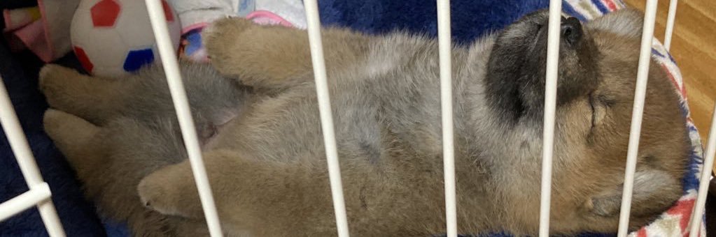 柴犬　文太's banner