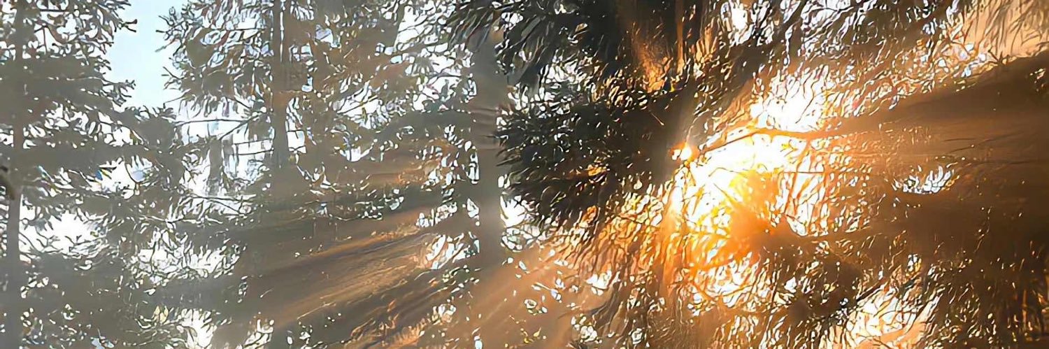樱花庄的y's banner