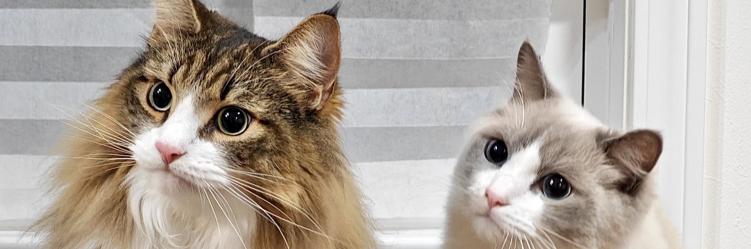 しろあん🐾でっかい北欧猫's banner