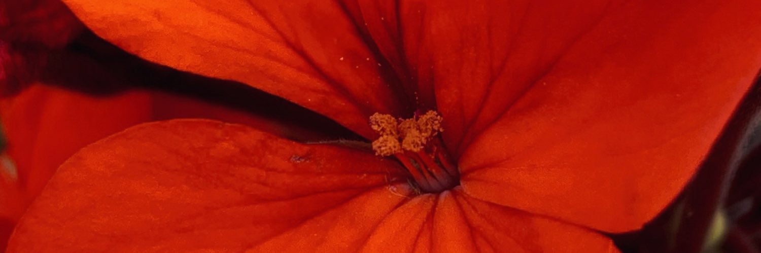 Aoife 🐝 (Alt)'s banner