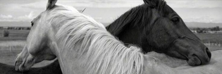 𝐁.'s banner
