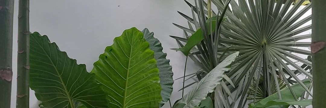 (T)eh's banner
