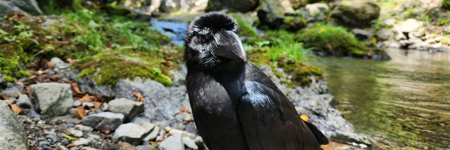 がーちゃんねる（※カラスの名前はクロです）'s banner
