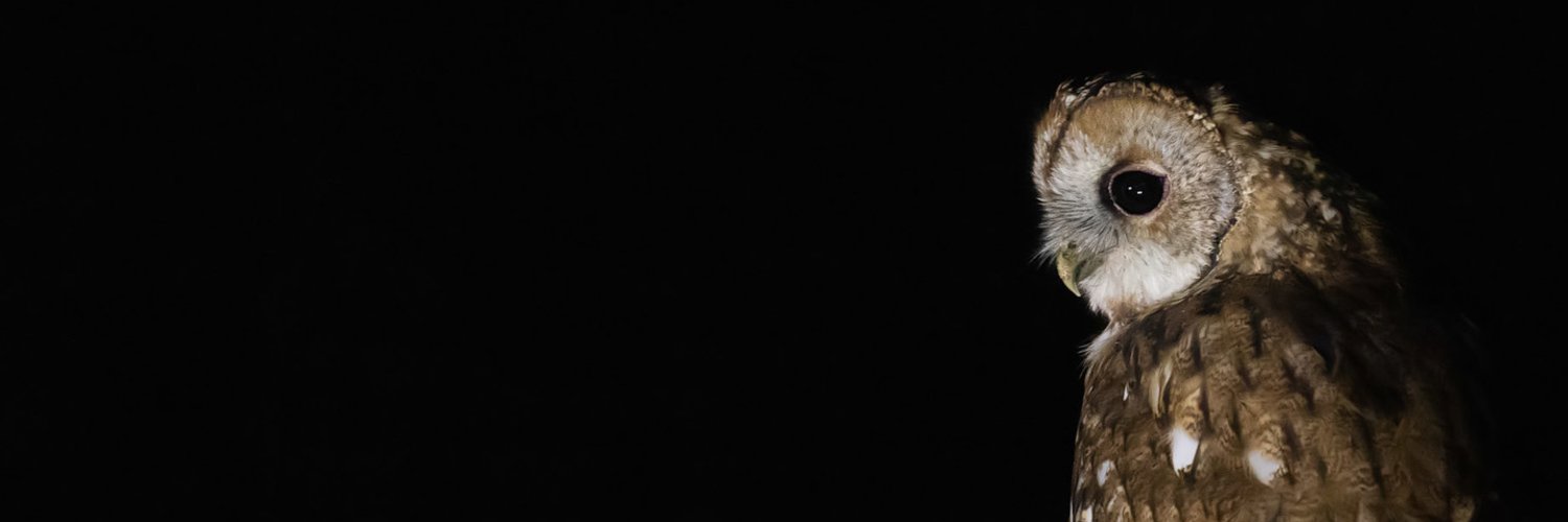 Night Owl🦉Papa's banner