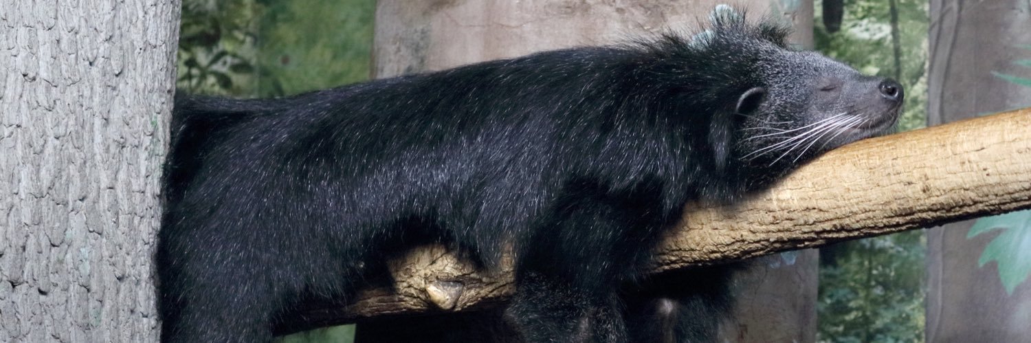 Daily Binturong's banner