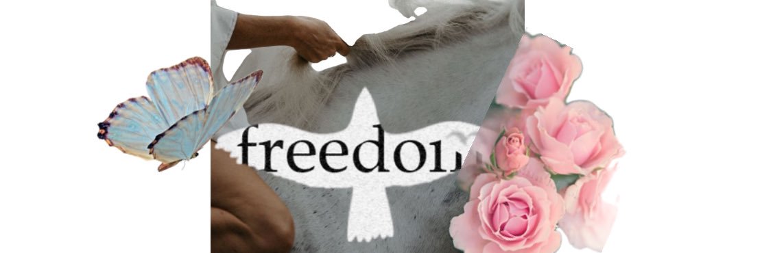 Fernanda's banner