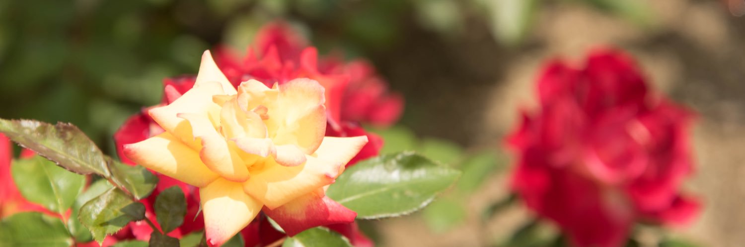 ほのか's banner