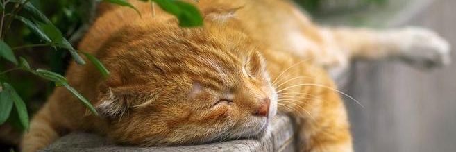 𝘏𝘈𝘠𝘈𝘛𝘖🐈‍⬛'s banner